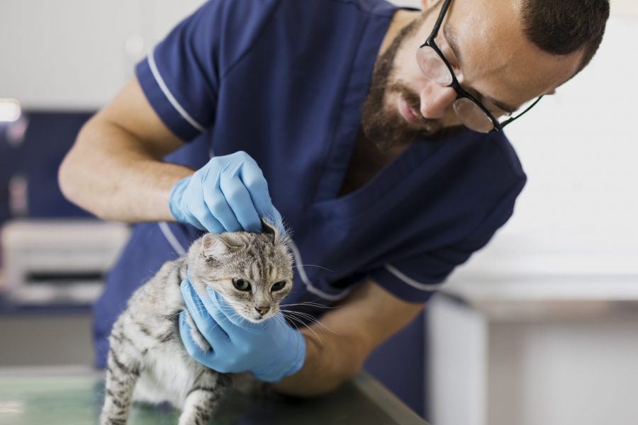 medium-shot-veterinarian-checking-on-cat